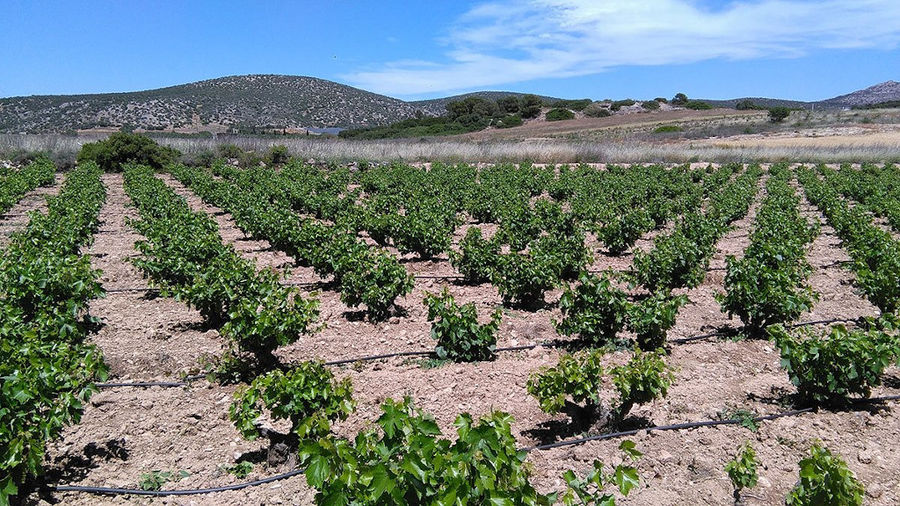 rows of vines at Domaine Papagiannakos vineyards in the background of blue sky and mountains